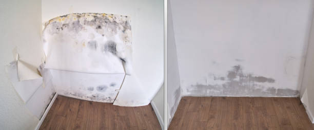 Best Mold Cleaning Services  in USA